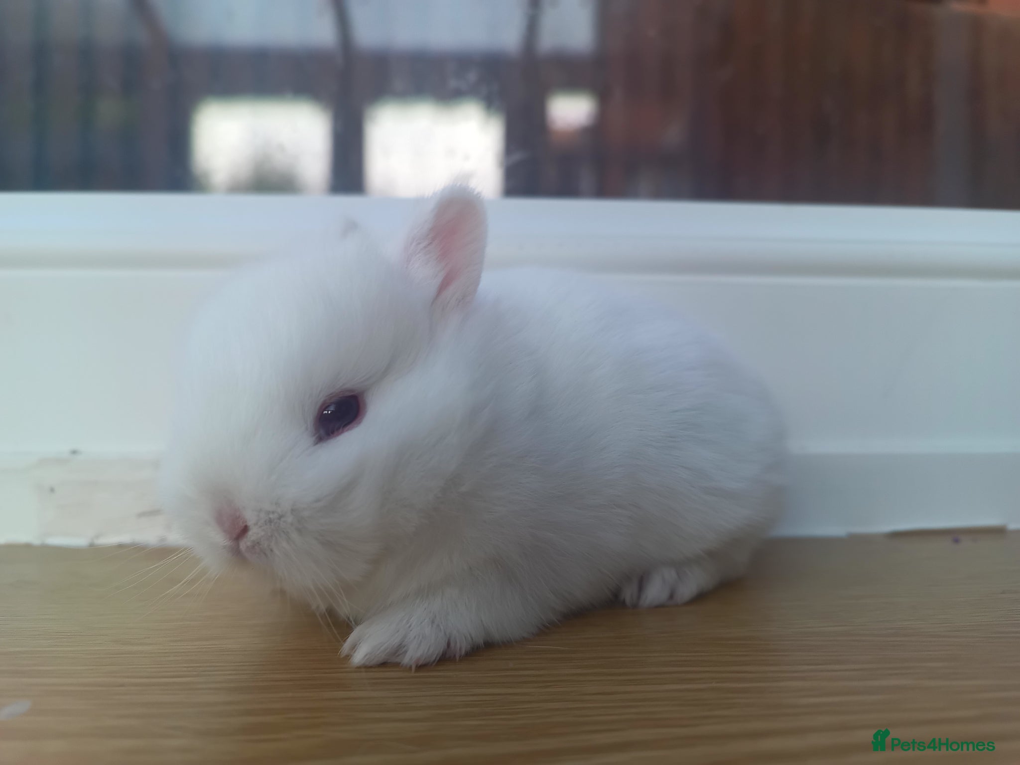 Netherland Dwarf rabbits Netherland Dwarf Ruby Eyed Rabbit  - Advert 8