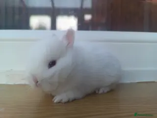 Netherland Dwarf rabbits Netherland Dwarf Ruby Eyed Rabbit - Advert 10
