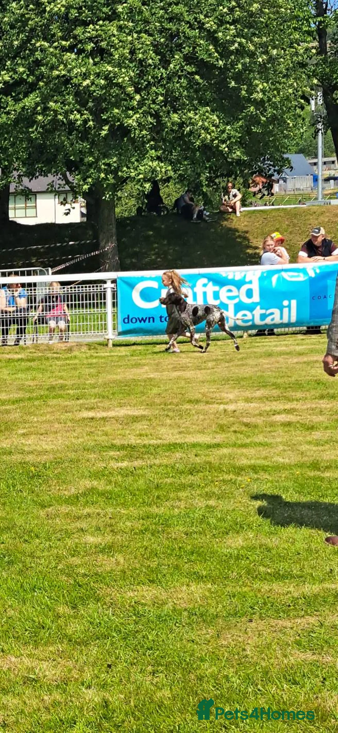 German Shorthaired Pointer dogs for stud: Stunning Proven German shorthaired pointer  in Shrewsbury - Advert 17