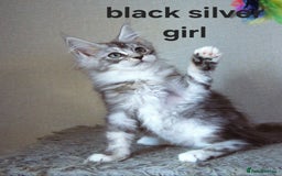 Maine Coon cats for sale: Mainecoon babies - Image 4