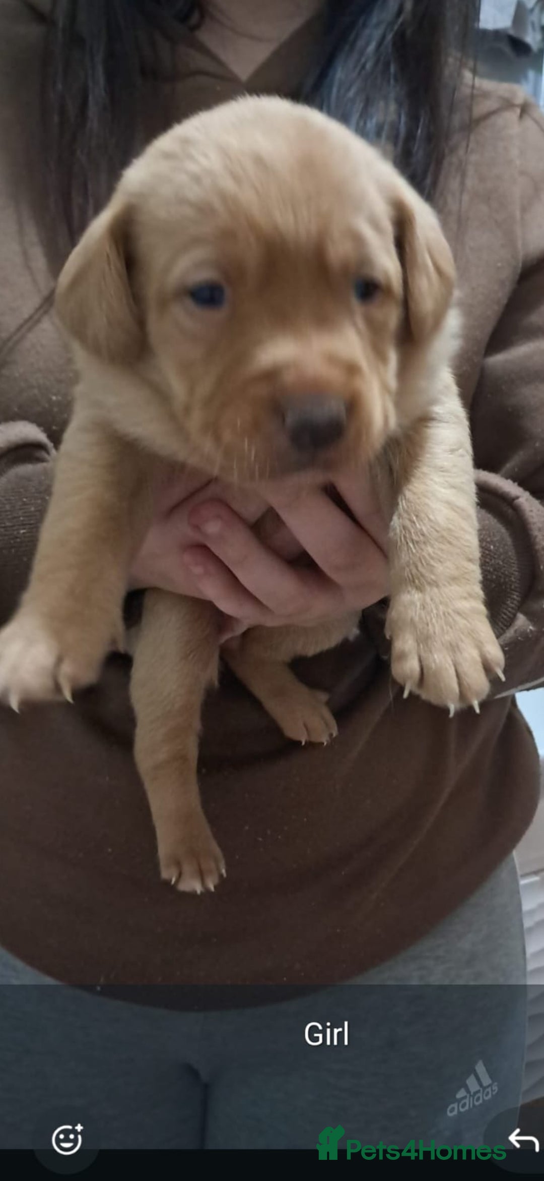 Labrador Retriever dogs for sale: Litter of 8 Labrador puppies  - Advert 17