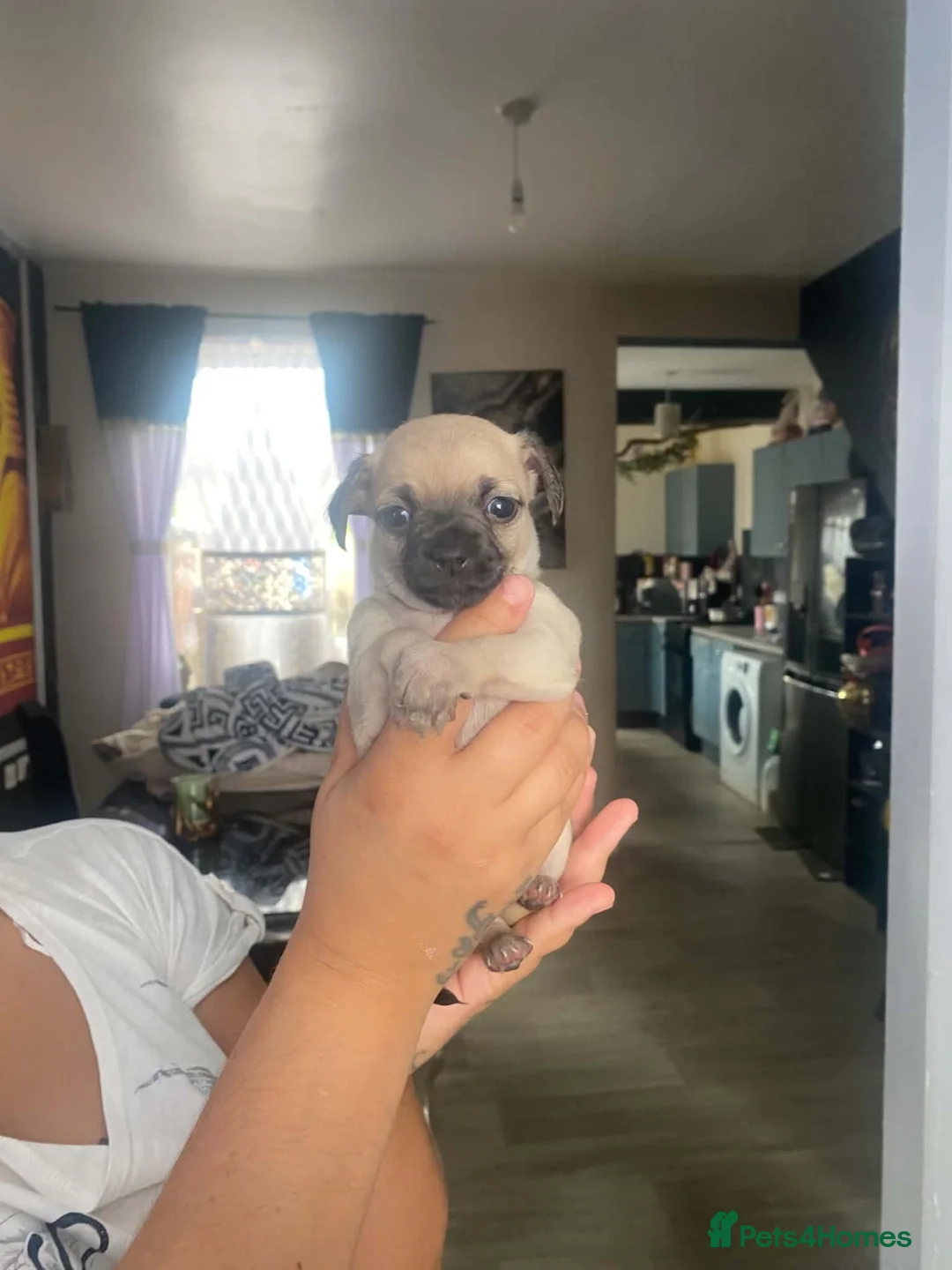Chihuahua dogs for sale: Greyish adorable chihuahua puppies  - Advert 1