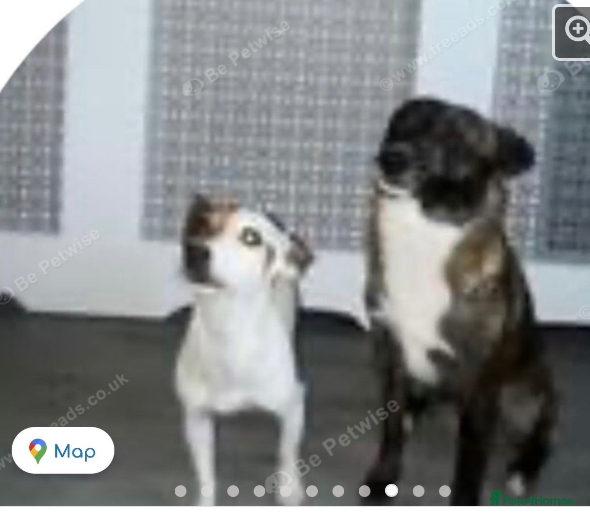 Mixed Breed dogs Last  beautiful girl puppy Lila  - Advert 3
