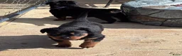 Rottweiler dogs for sale: ELITE KC REGISTERED GERMAN ROTTWEILER PUPPIES  - Advert 29