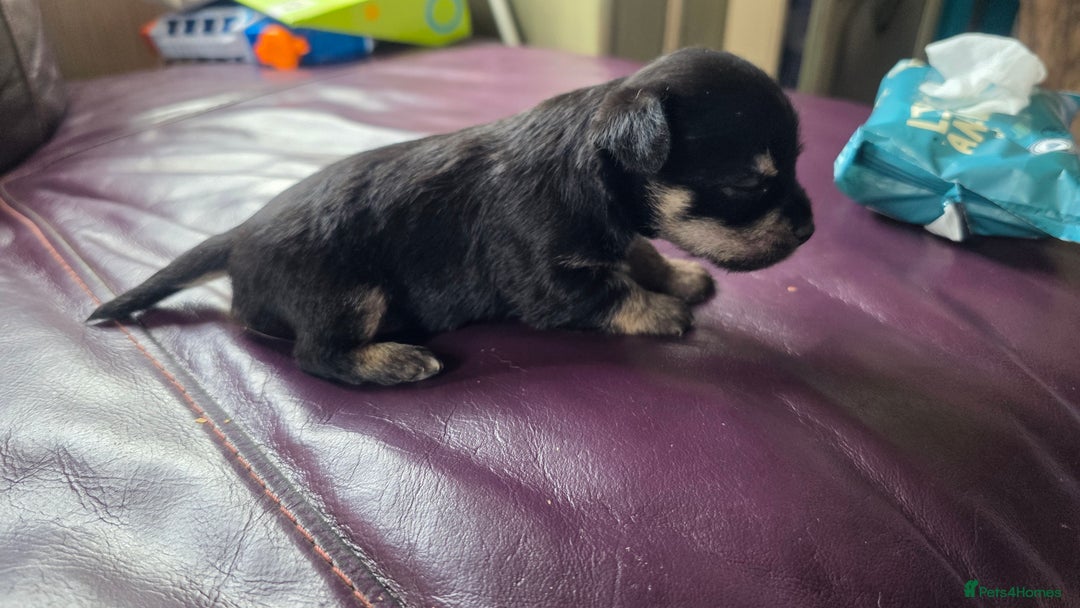 Mixed Breed dogs for sale: 3 cute lil Chihuahua X Chinese Crested puppies - Image 7