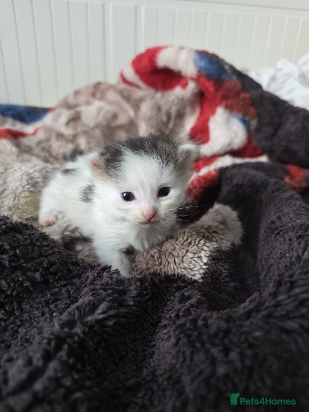 Mixed Breed cats for sale: Kittens😻Ragdoll x domestic cat short hair 😽 - Image 12