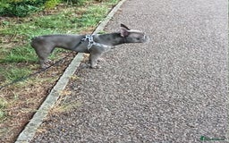 French Bulldog dogs for sale: Stunning Blue French Bulldog  - Image 4