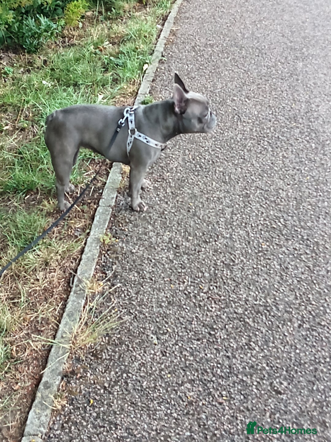 French Bulldog dogs for sale: Stunning Blue French Bulldog  - Image 4