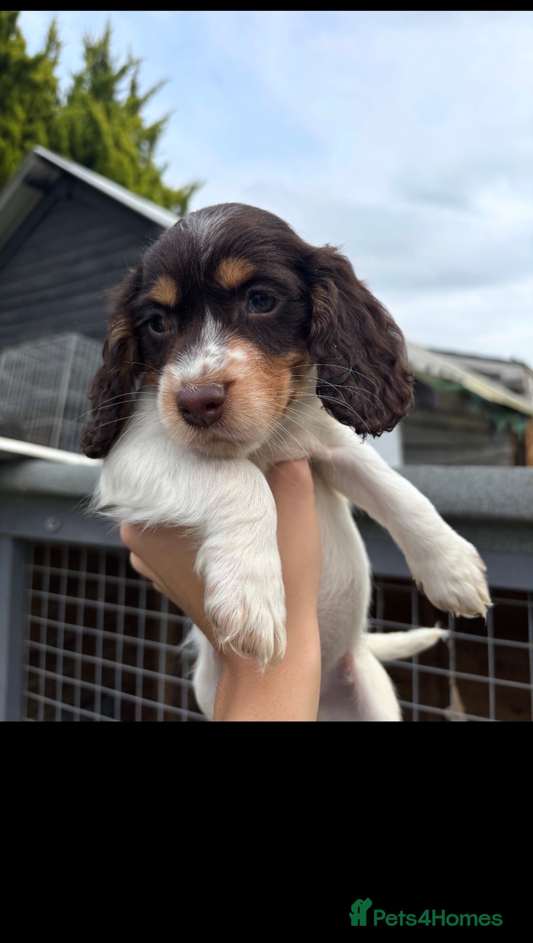 Cocker Spaniel dogs Ready now! 6 GORGEOUS COCKER SPANIEL PUPS - Advert 12