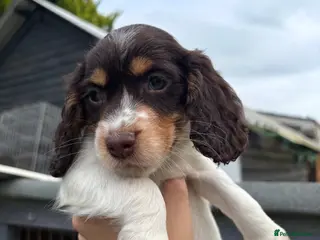 Cocker Spaniel dogs Ready now! 6 GORGEOUS COCKER SPANIEL PUPS - Advert 12