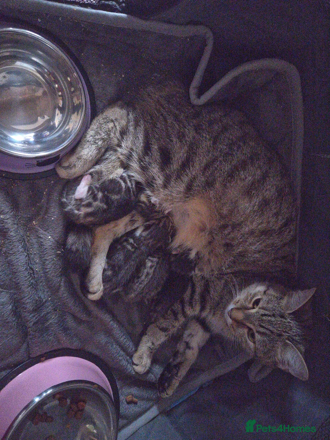 Mixed Breed cats for sale: 1 male and 1 female kittens  in Malmesbury - Advert 2