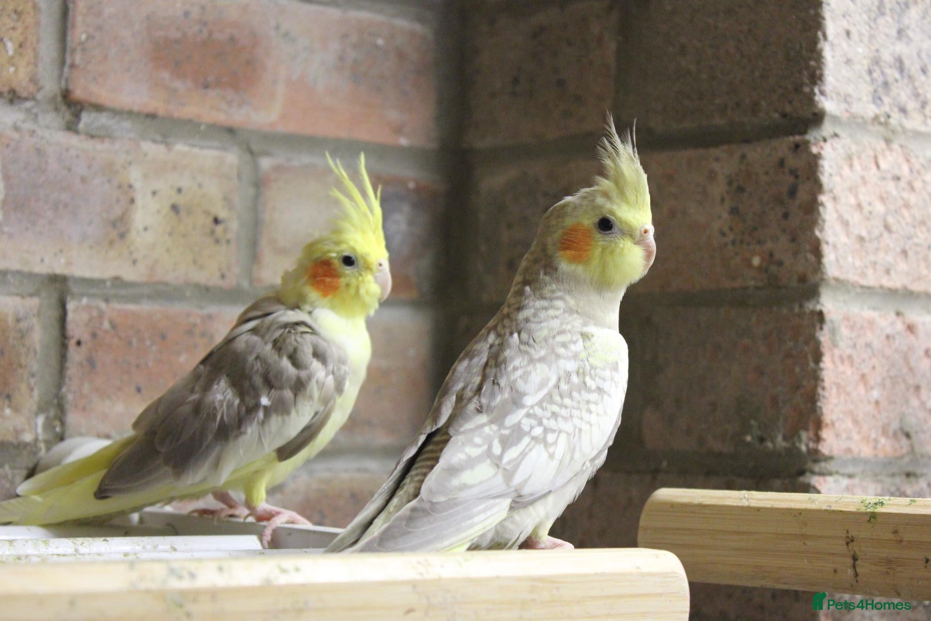 Cockatiels birds Young Cockatiels  - Advert 2