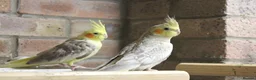 Cockatiels birds for sale: Young Cockatiels  - Advert 1
