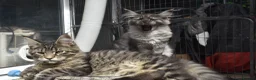 Maine Coon cats for sale: Gorgeous Champion Bloodline Maine Coon Kittens - Advert 16
