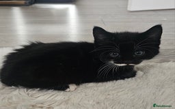 Mixed Breed cats for sale: Beautiful friendly kitties 💖 ready for homes 💕 - Image 38