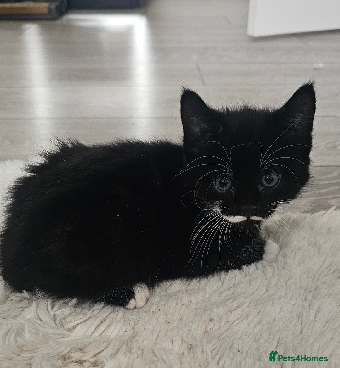 Mixed Breed cats for sale: Beautiful friendly kitties 💖 ready for homes 💕 - Image 38
