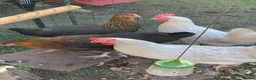 Chickens poultry for sale: Pet chickens  in Chepstow - Advert 5