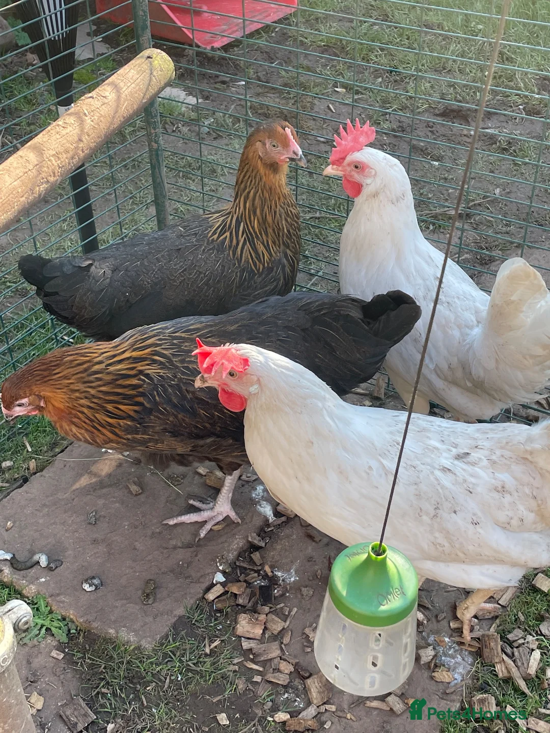 Chickens poultry for sale: Pet chickens  in Chepstow - Advert 5