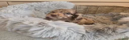 Cocker Spaniel dogs for sale: Working Type Cocker Spaniels - Advert 17