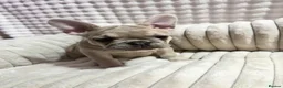 French Bulldog dogs for sale: French bulldog puppies - Advert 16