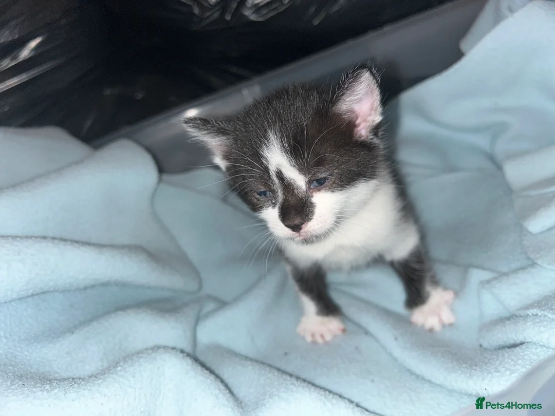 Mixed Breed cats for sale: 4 kittens for sale  - Advert 2