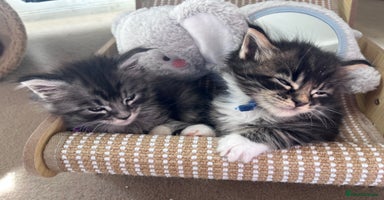 Maine Coon cats - Advert 3