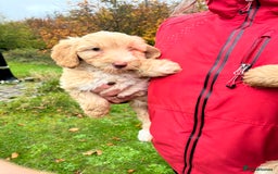 Labradoodle dogs for sale: Gorgeous Healthy Labradoodle Puppies  - Image 6