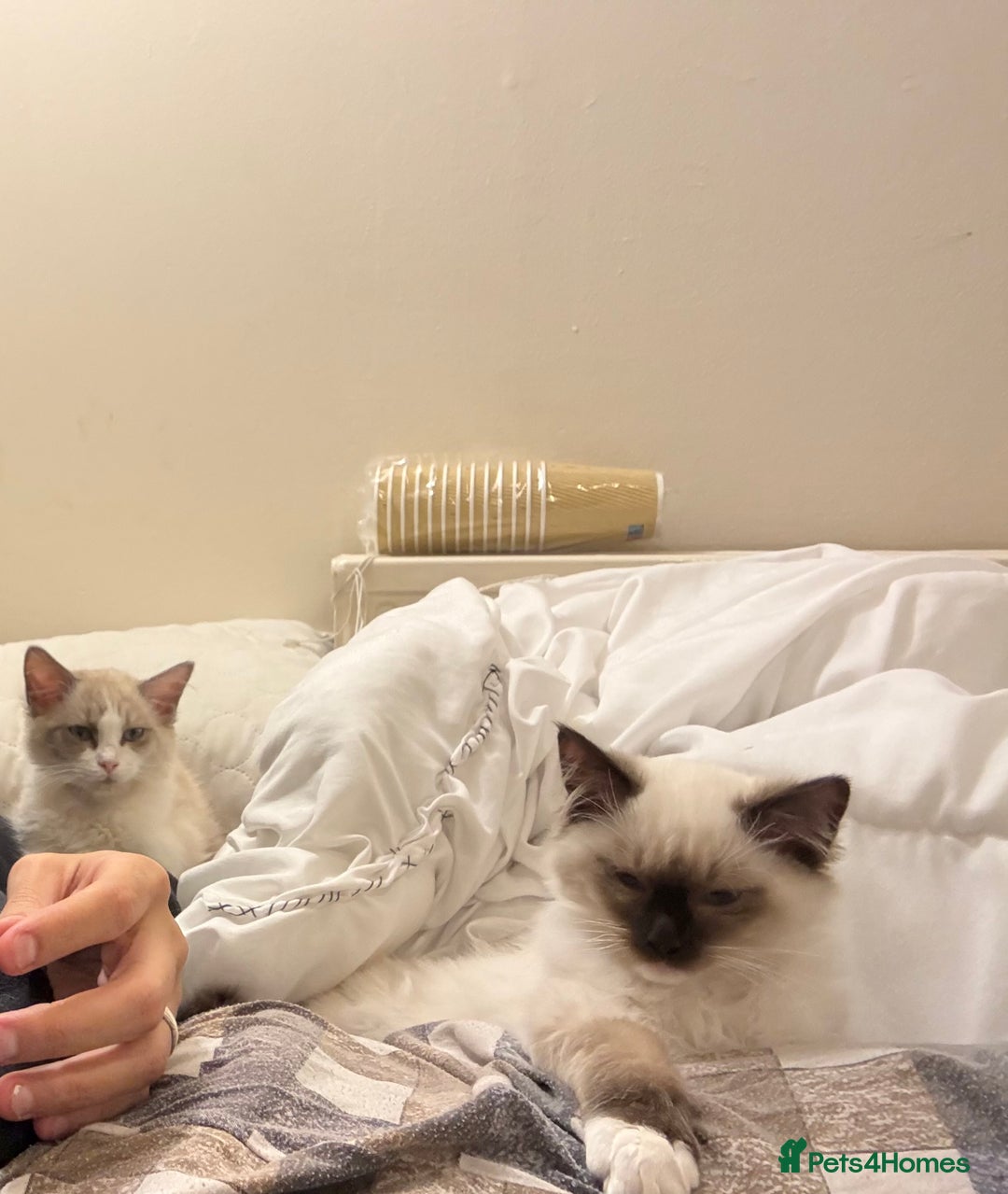 Ragdoll cats for sale: Ragdol male and female 6&5 months old - Image 4