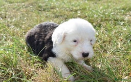 Old English Sheepdog dogs for sale: Stunning Old English Sheepdog Puppies KC Reg - Image 2