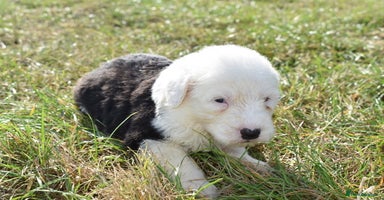 Old English Sheepdog dogs - Advert 3