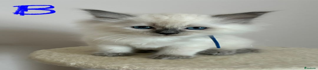 Ragdoll Kitten 1