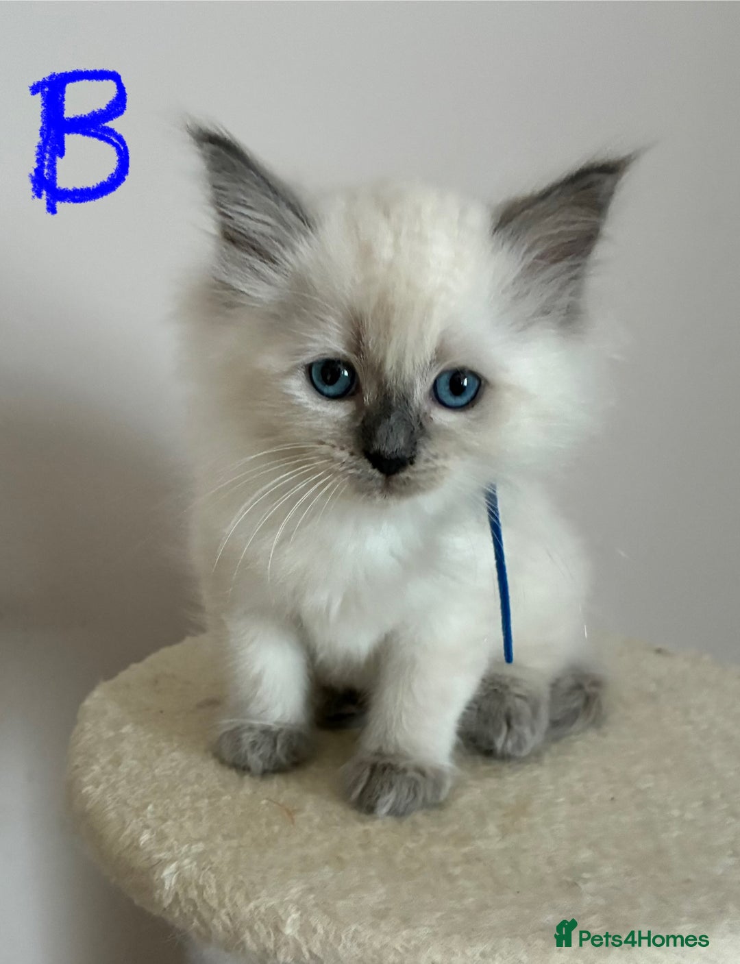 Ragdoll cats for sale: Pure Ragdoll Kittens *Ready for their new home* - Image 18