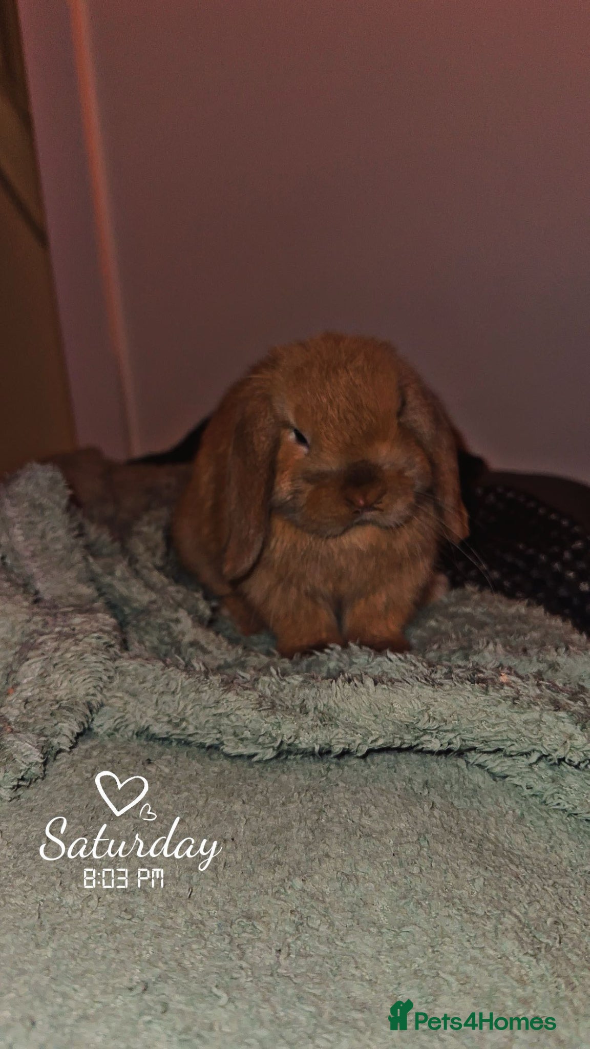 Mini Lop rabbits Mini lop buck - Advert 9