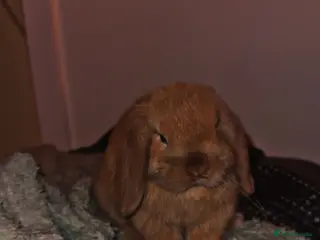 Mini Lop rabbits Mini lop buck - Advert 9