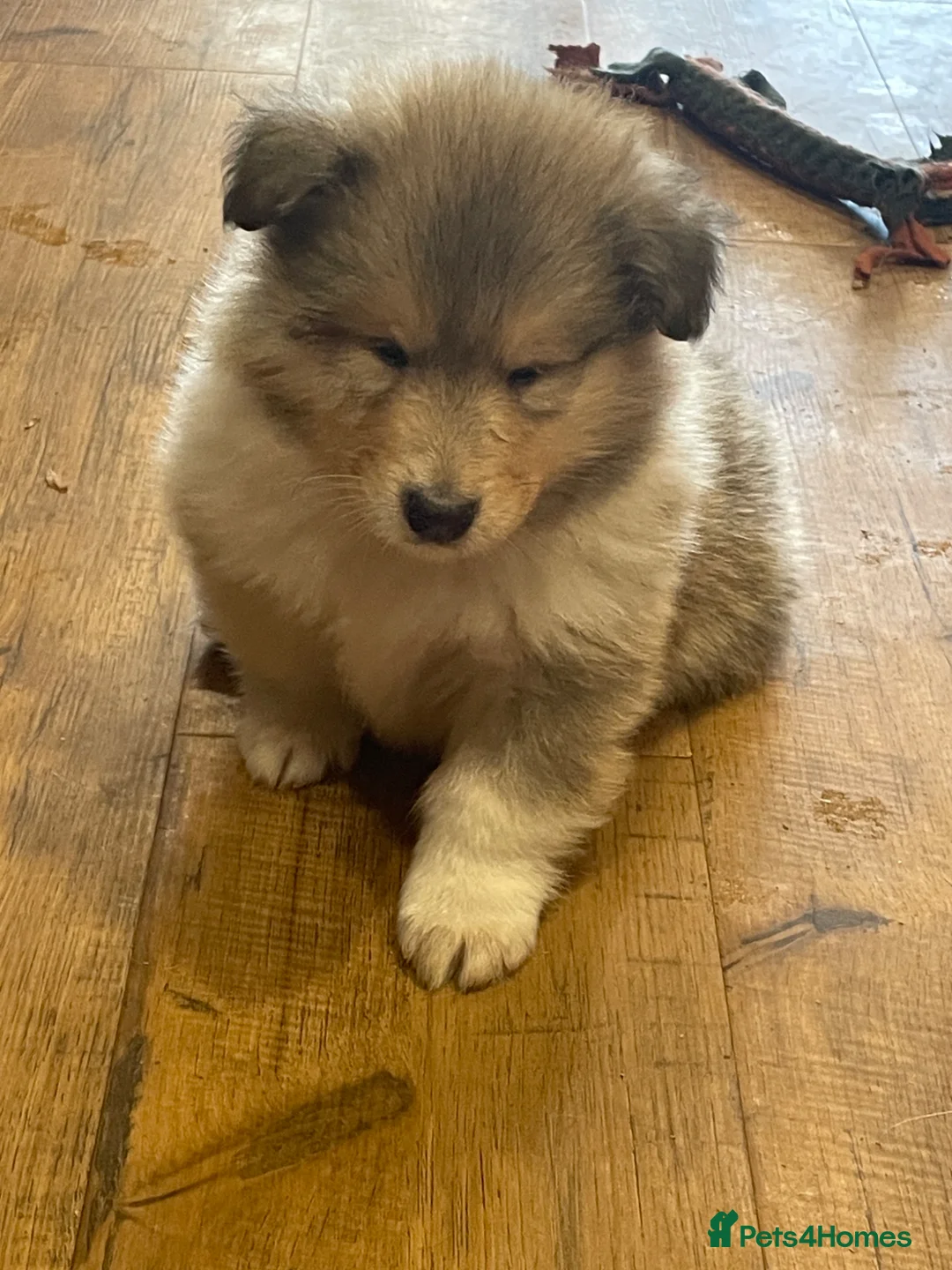 Rough Collie dogs for sale: KC Registered sable and White male puppy - Advert 2