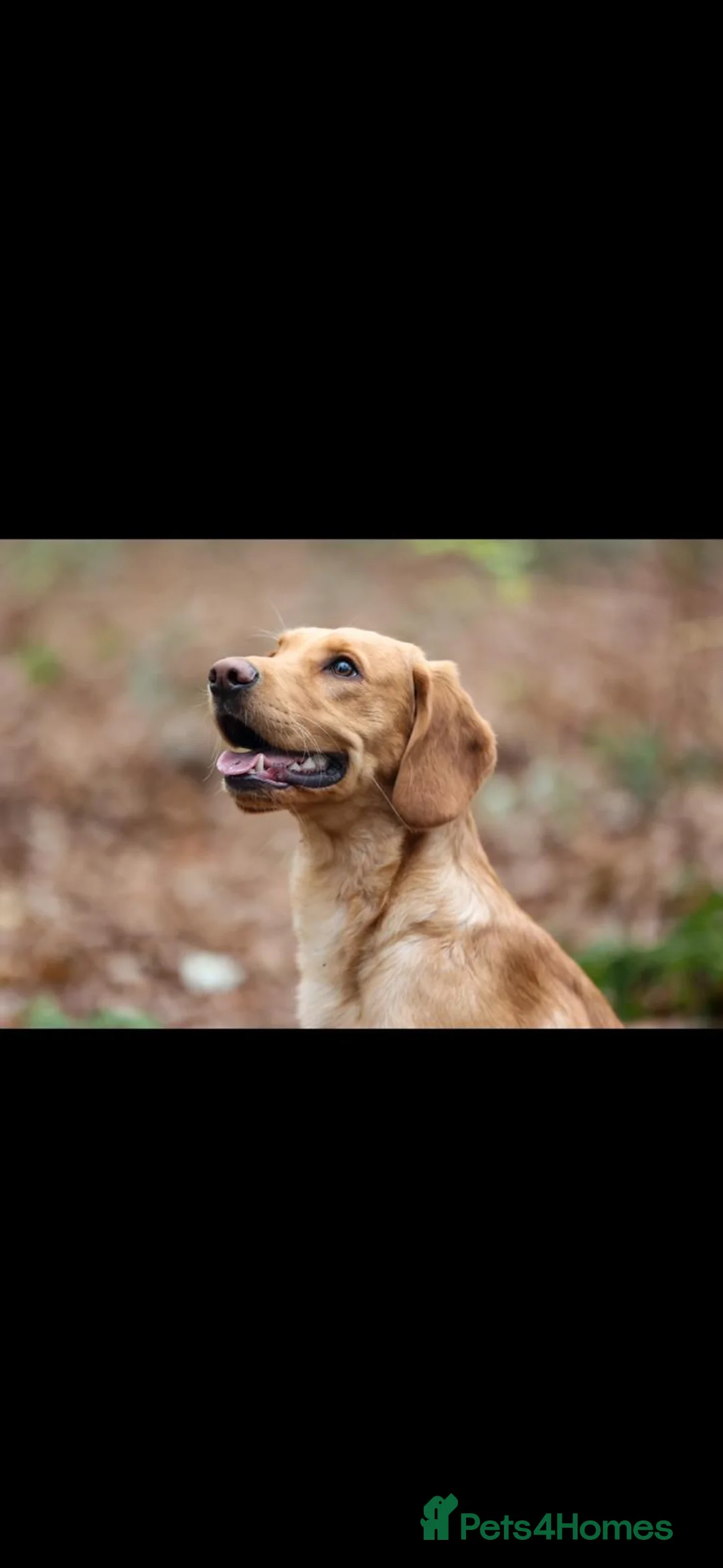 Cockerdor dogs for stud: Cockerdor Stud in Dereham - Advert 2