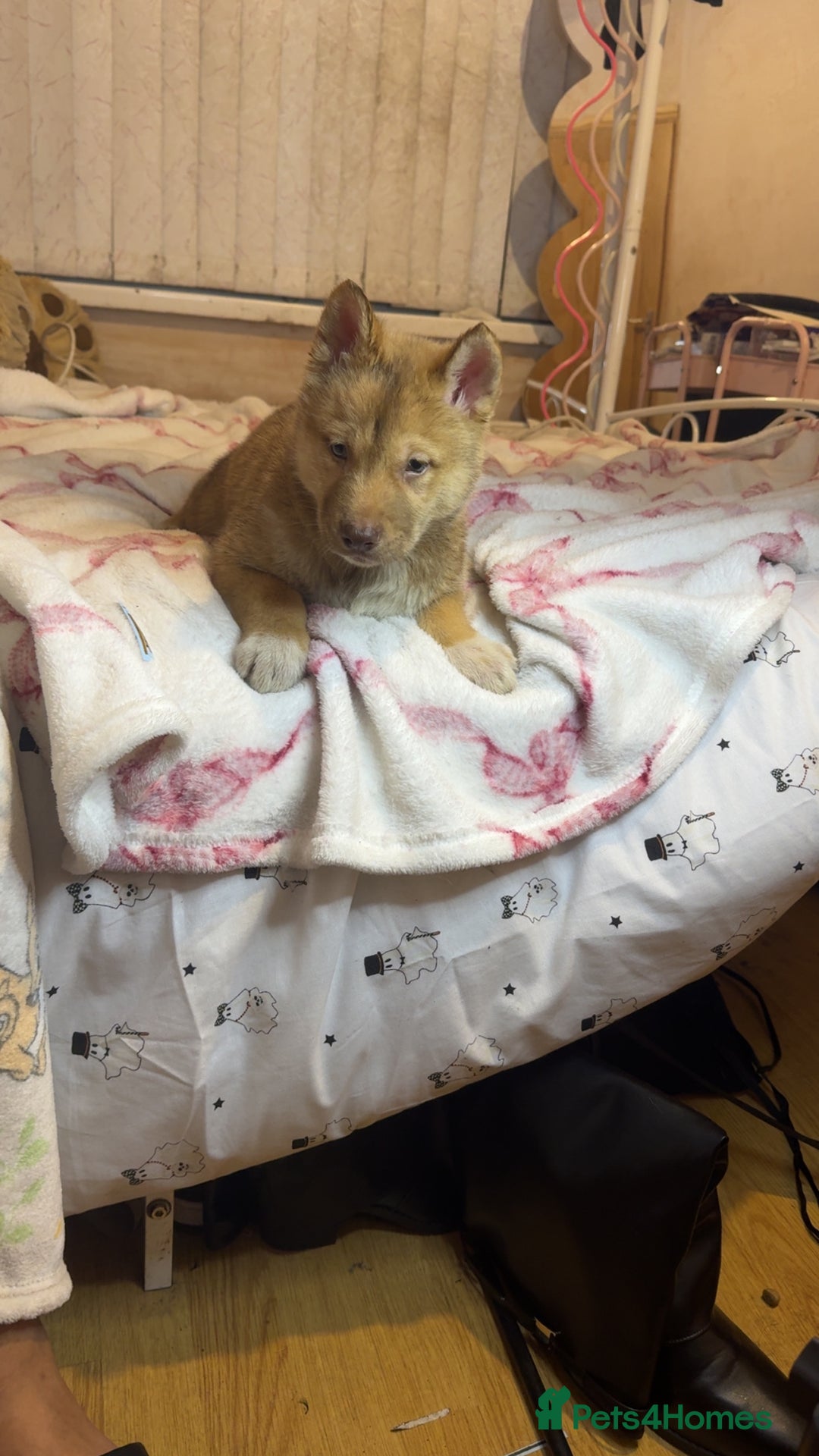 Siberian Husky dogs for sale: Siberian husky  - Advert 20