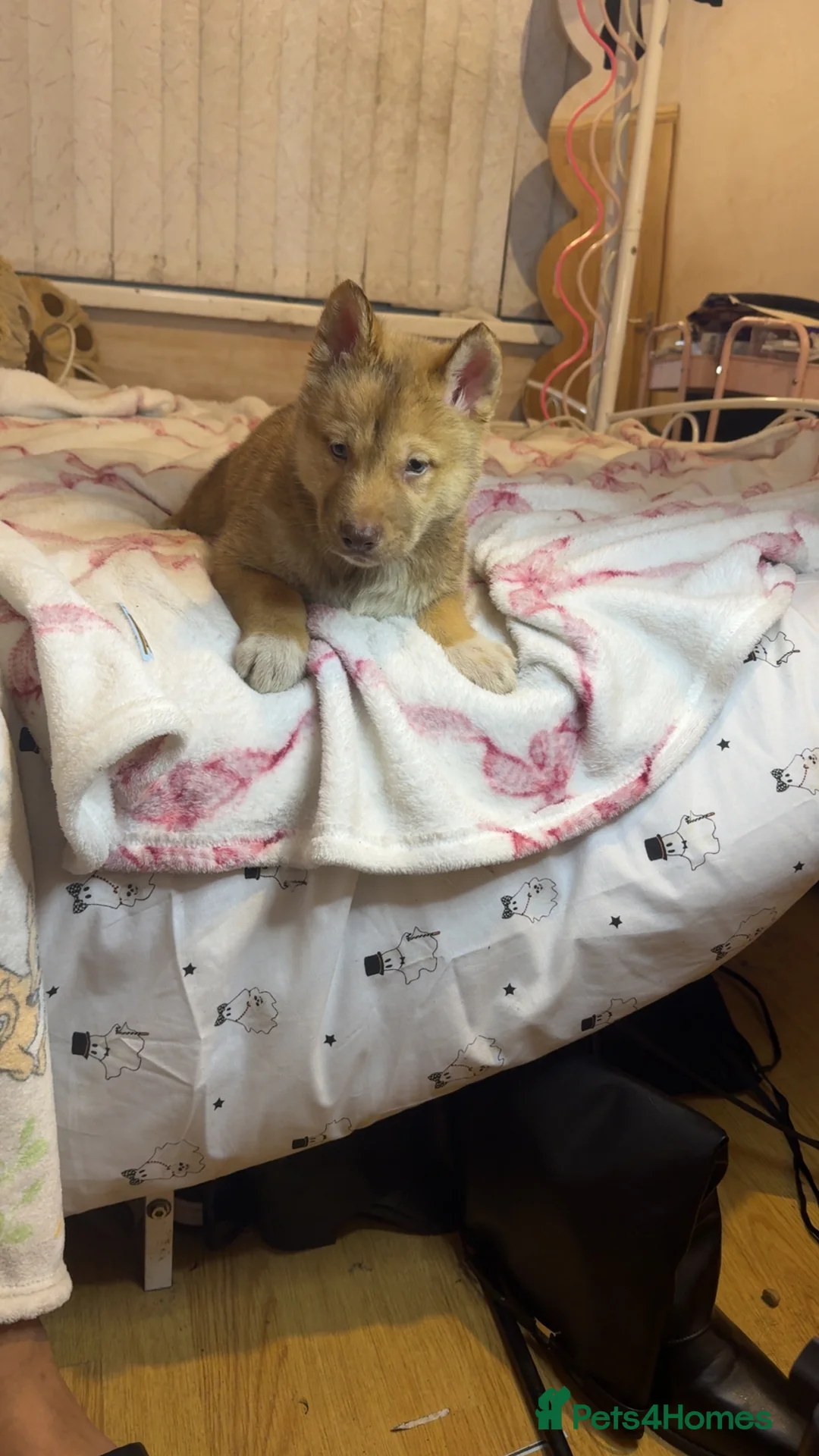 Siberian Husky dogs for sale: Siberian husky  - Advert 9