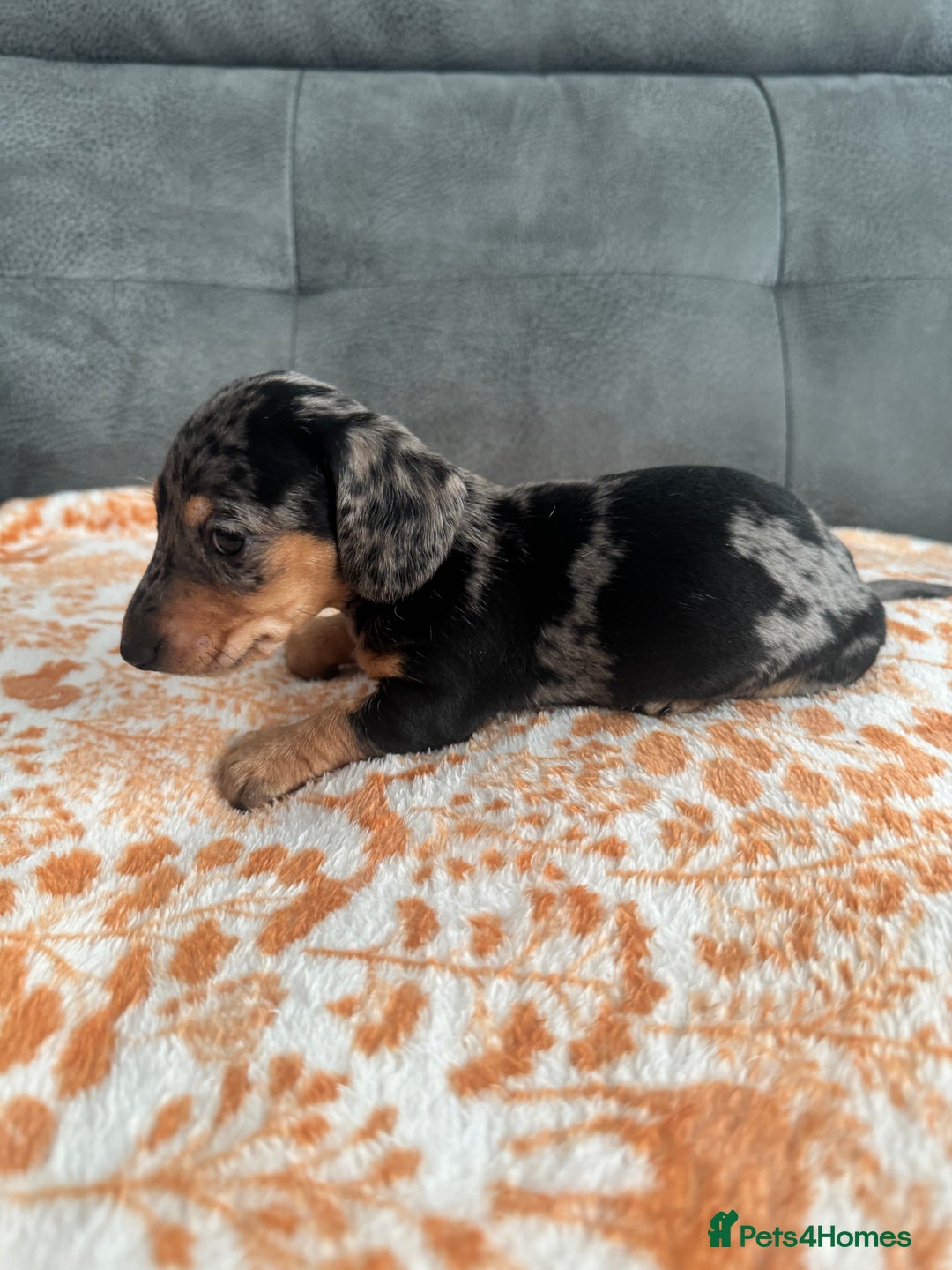 Miniature Dachshund dogs for sale: Male miniature Dachshund  - Advert 3
