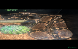 Boa Snake reptiles for sale: boa snake - Image 5