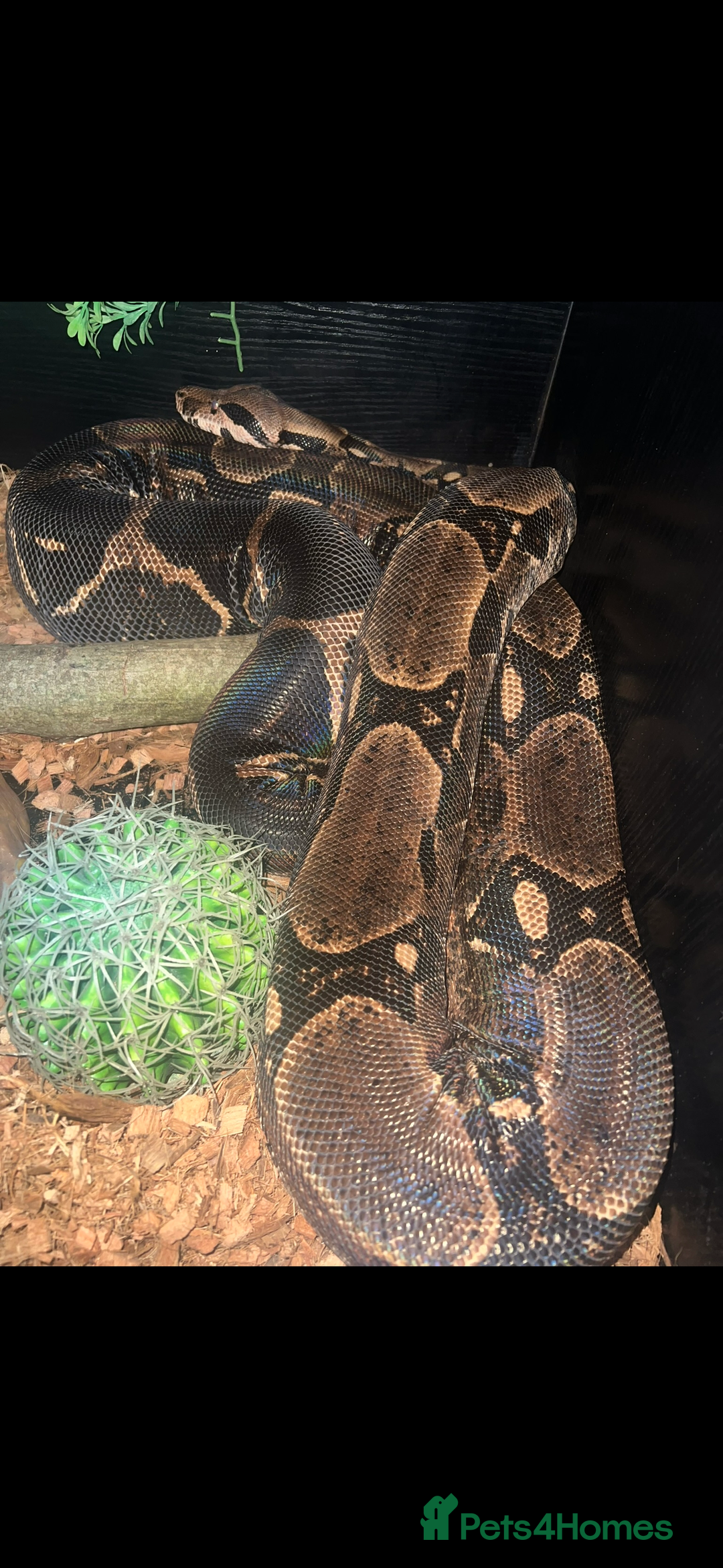 Boa Snake reptiles for sale: boa snake - Image 5