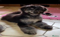 Afghan Hound dogs for sale: Three fabulous male Afghan hound puppies  - Image 9