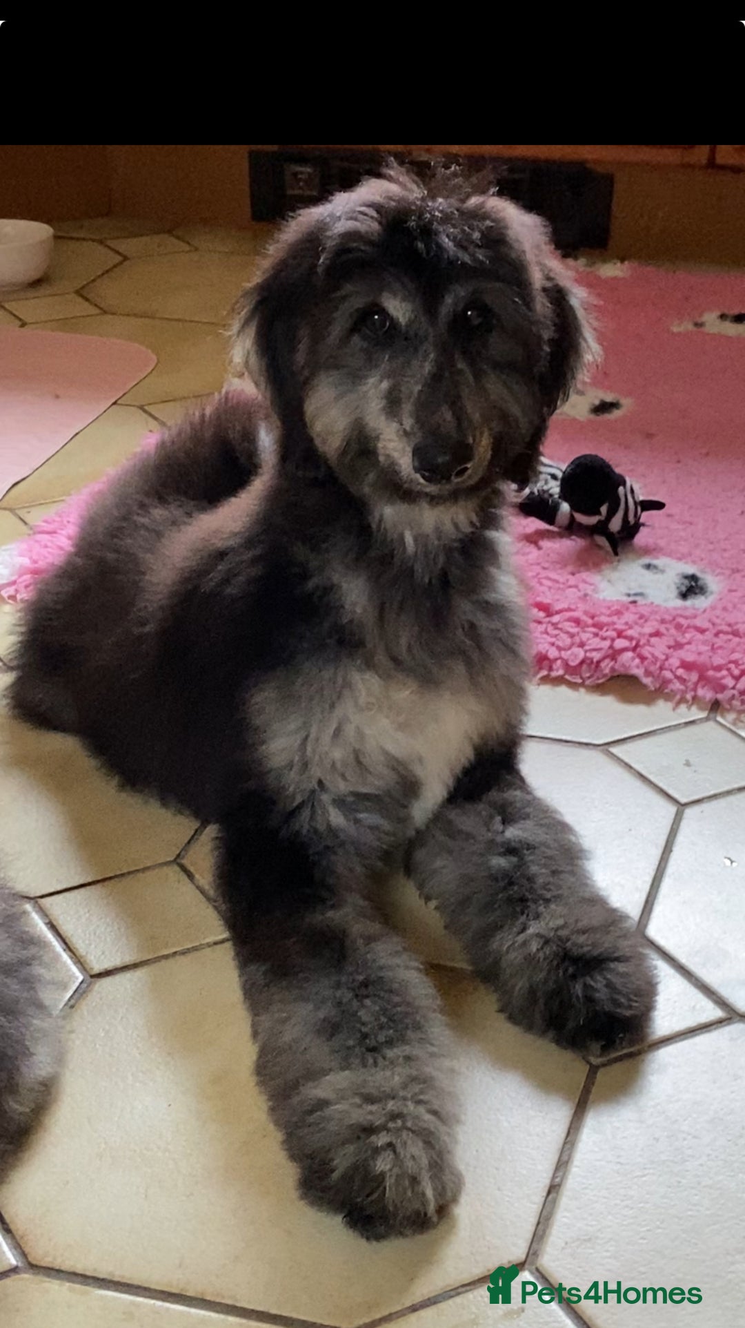Afghan Hound dogs for sale: Three fabulous male Afghan hound puppies  - Image 9
