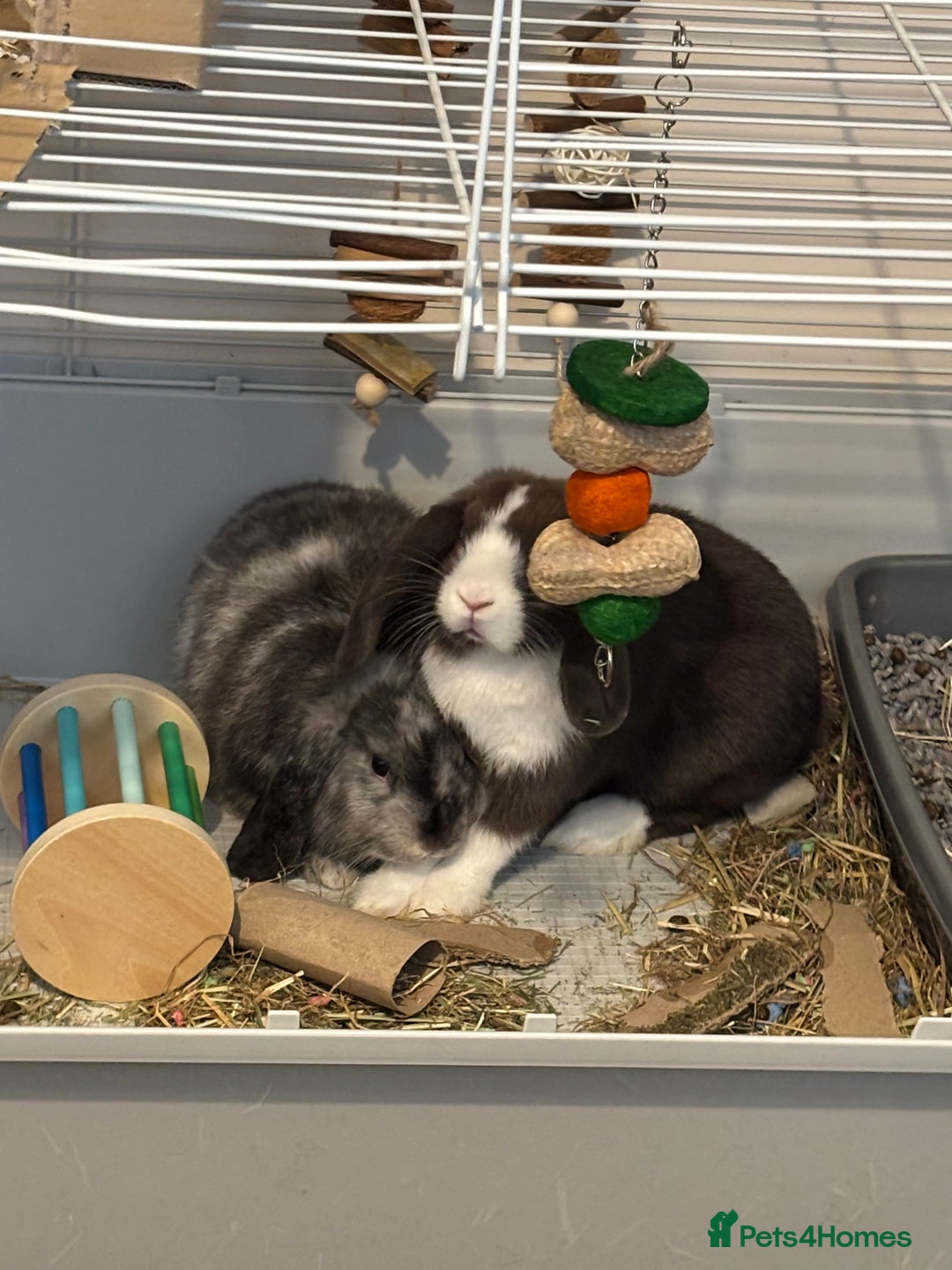 Dwarf Lop rabbits for sale: 2 male dwarf lops - vaccinated and neutered - Advert 1