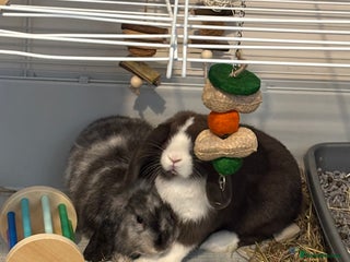 Dwarf Lop rabbits for sale: 2 male dwarf lops - vaccinated and neutered - Advert 1