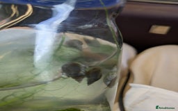 Snails fish for sale: Pond Snails - Image 2