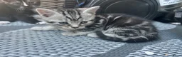 Mixed Breed cats for sale: 6 Beautiful Kittens - Advert 20