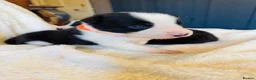 Border Collie dogs for sale: Pure Bred Border Collie Puppies For Sale - Advert 10