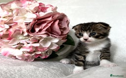 Scottish Fold cats for sale: Scottish fold kittens  - Image 1