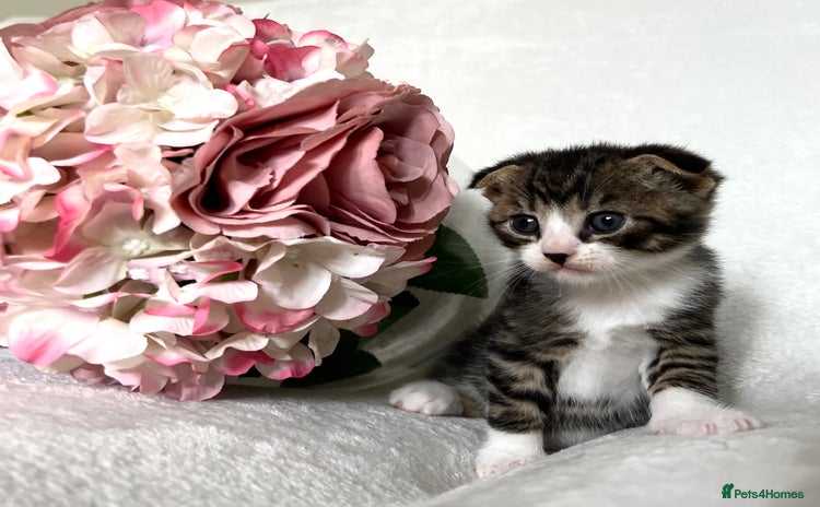 Scottish Fold cats - Advert 2